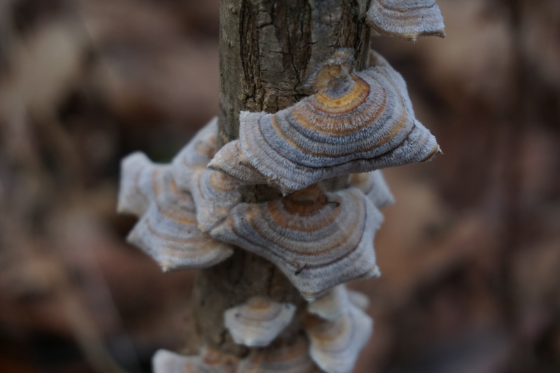 Illustration for article titled Here's some turkey tail or maybe its false turkey tail